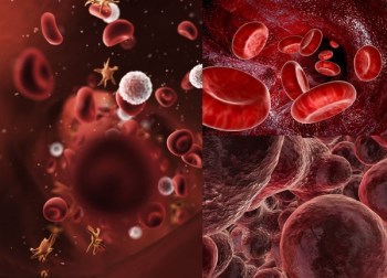 全自动星空体育讲述铁元素参与造血过程?山东国康